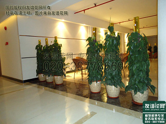 休息区广州植物租赁摆放方案--广州植物租赁，友谊花网