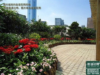 室外布景广州植物租赁摆放方案--广州植物租赁，友谊花网