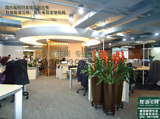 办公室广州植物租赁摆放方案--广州植物租赁，友谊花网